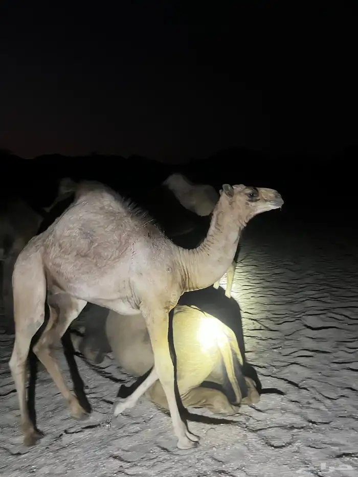 قعدان للبيع فل شحم 7