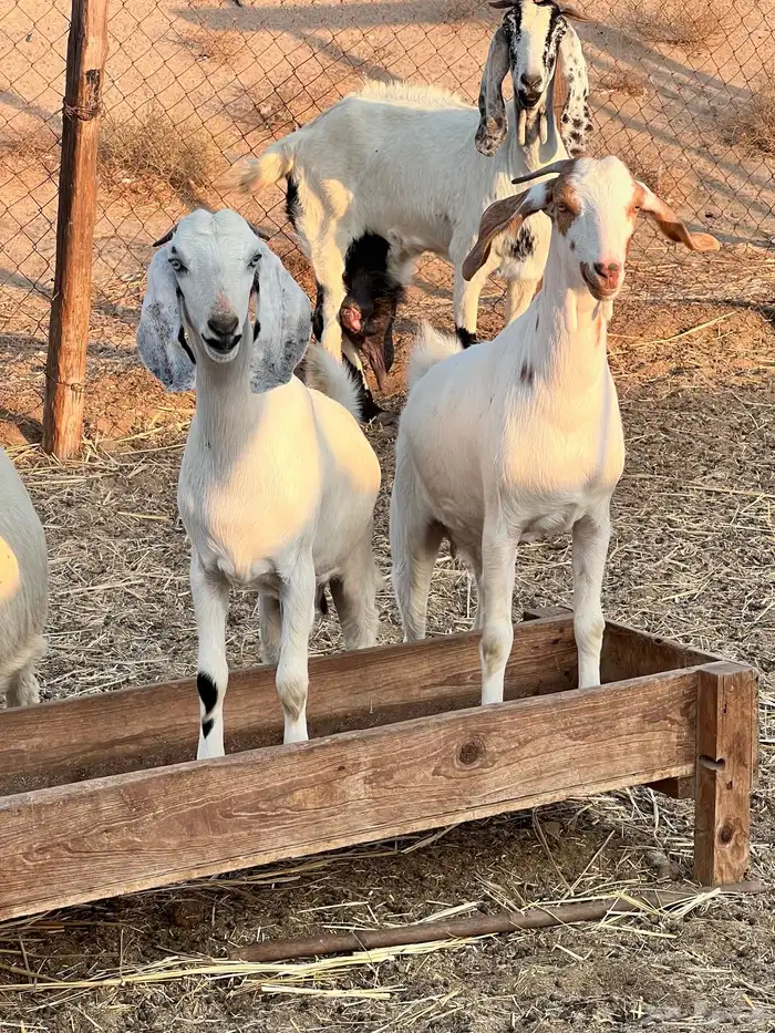 جفرات مزاين دفيع 3