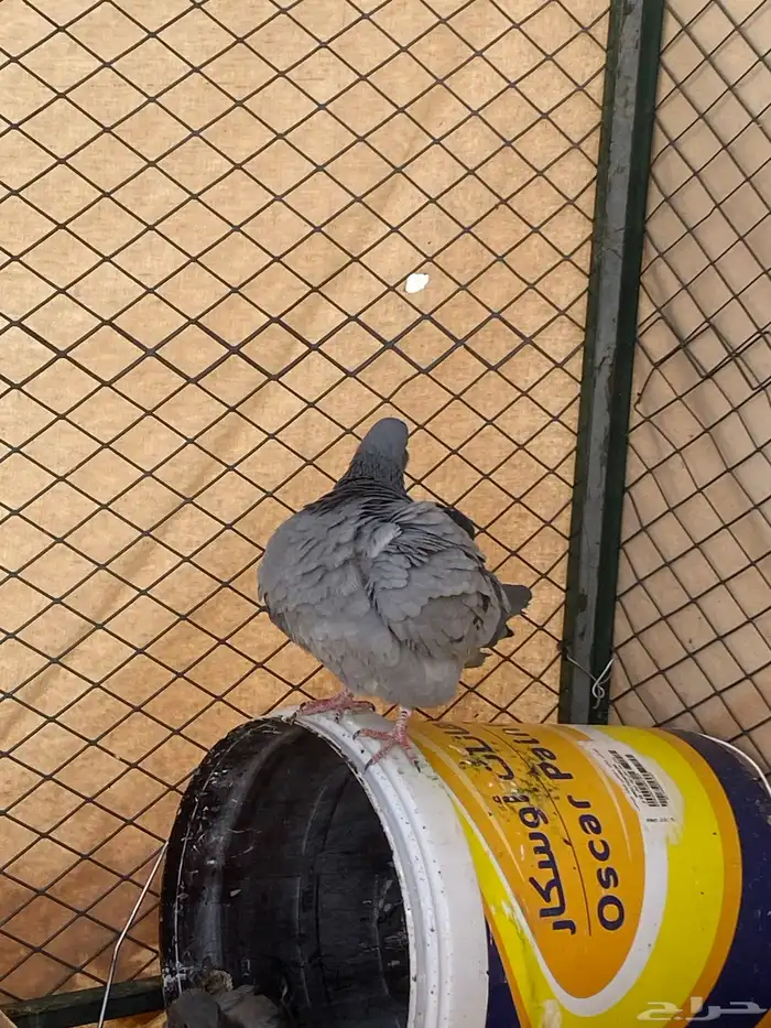 حمام للبيع شرط صحة زاجل سلفر حمام الموقع سكاكا 3