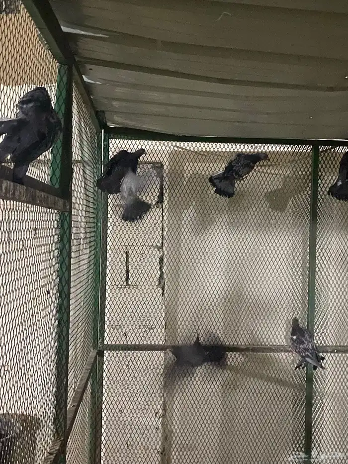 حمام سوادي 0