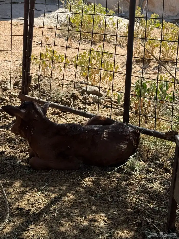 بقره معها حسيل ماشاءالله تبارك الله 2