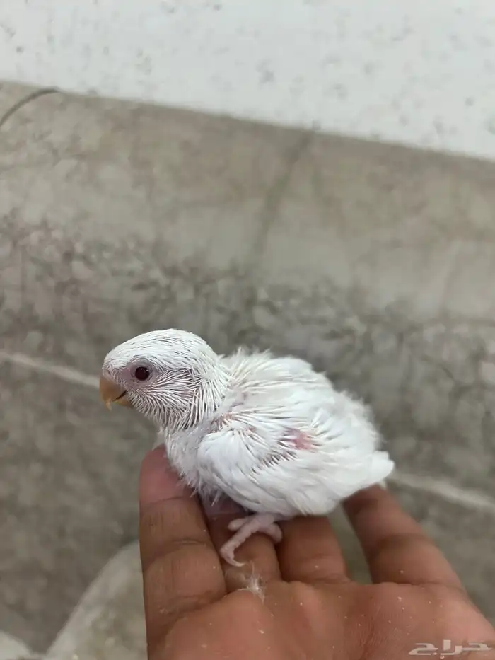 فروخ روز البينو عبون احمر 1