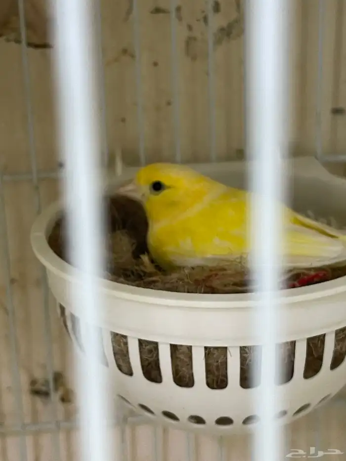 انثى كناري سوري جاهزه من الاخر تبي الذكر 1