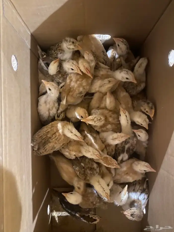 عاجل صيصان بلدي 1