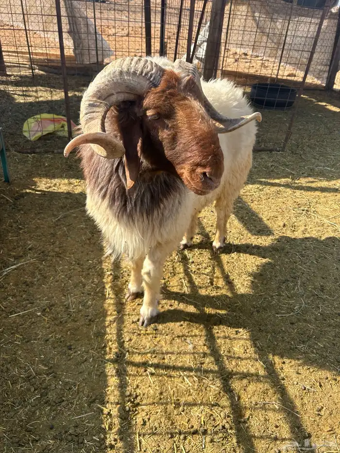 خروف نعيمي 0