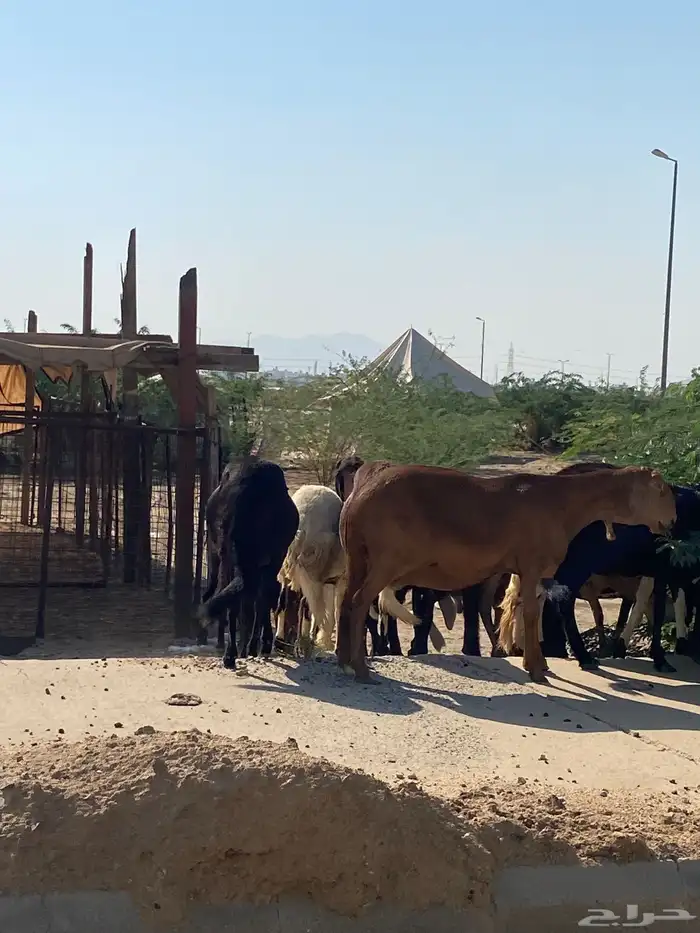 سواكن خلفات ودفيع 4