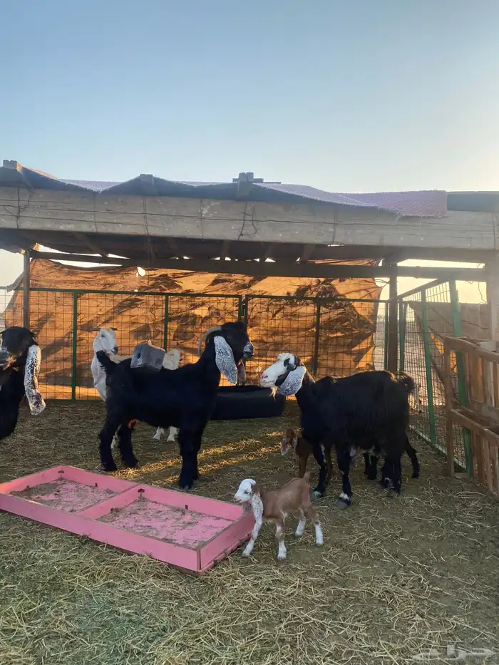 للبيع معزا ولد عوارض طيبه 40