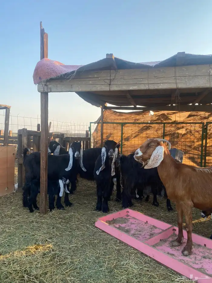 للبيع معزا ولد عوارض طيبه 17