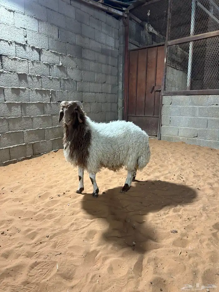 طلي نعيمي بلدي ناهي ( تم البيع ) 0