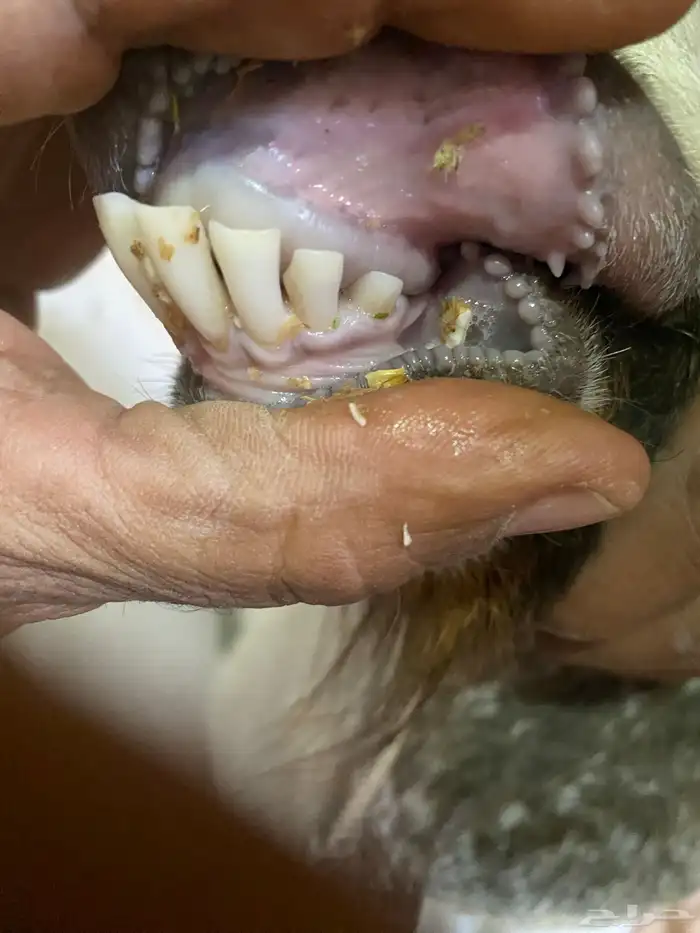 عنز. معه جفره 1