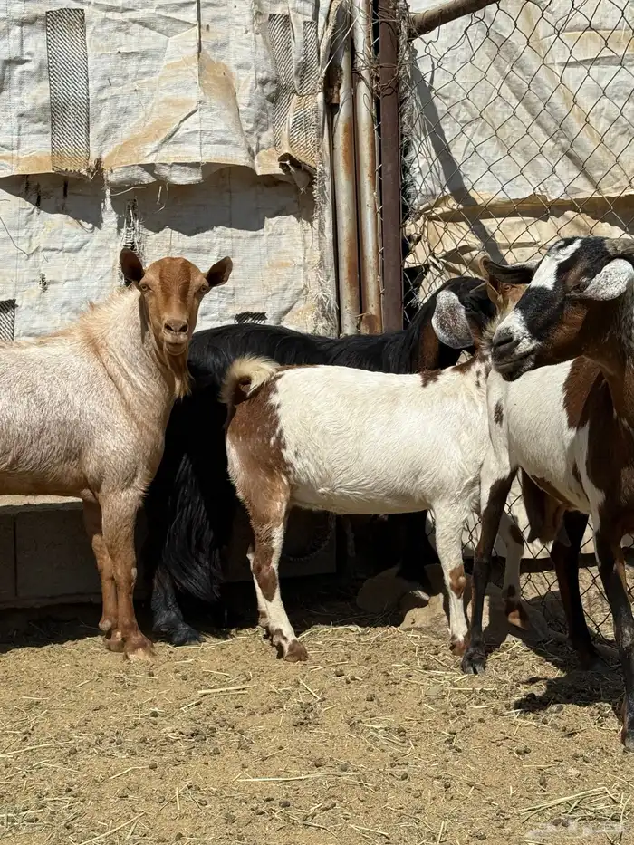 معزى دفع و فيها قرايب حصيب اسنان ( تم البيع ) 3