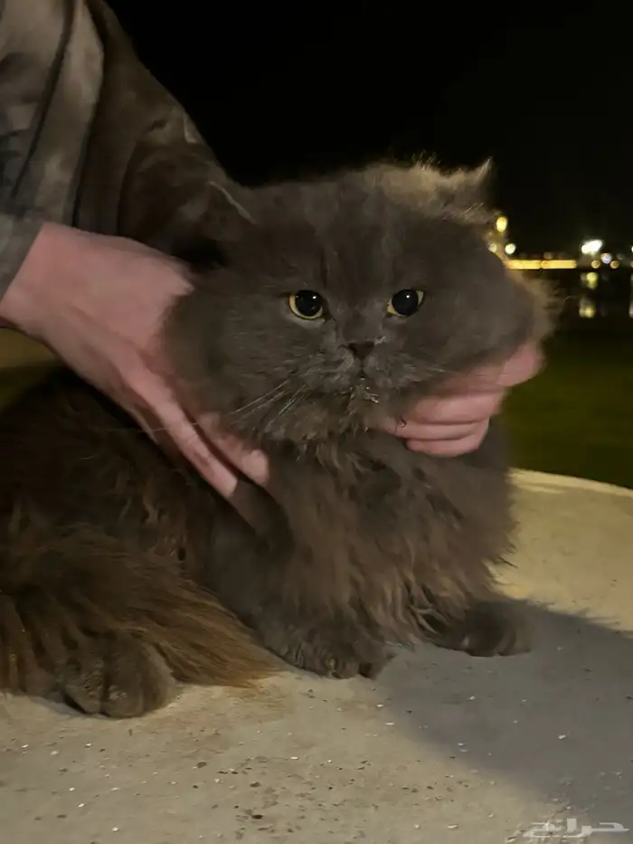 قطه منزل جميلة جدا   للتبني مرميه ب كورنيش البط بالخبر 0