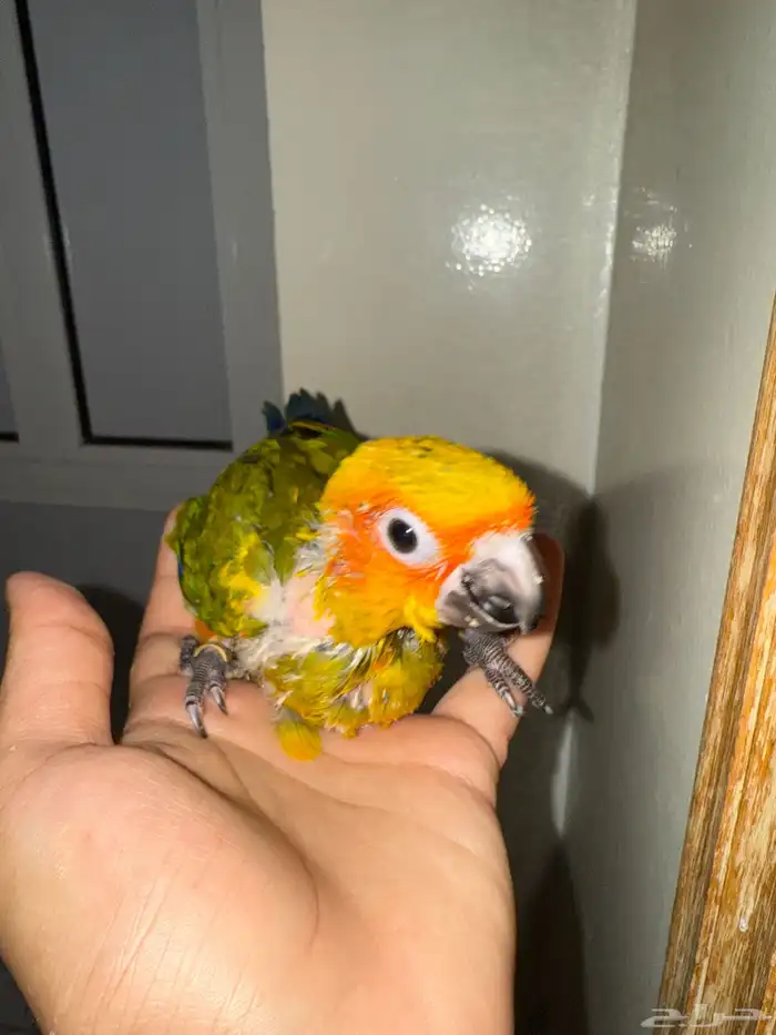 كنيور مفطوم صن كنيور غر وقريب فطام وفيه غر ولوري فرخ وجوز 2