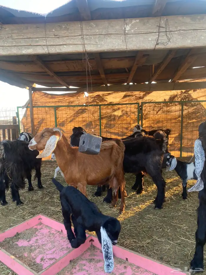 للبيع معزا ولد عوارض طيبه 22