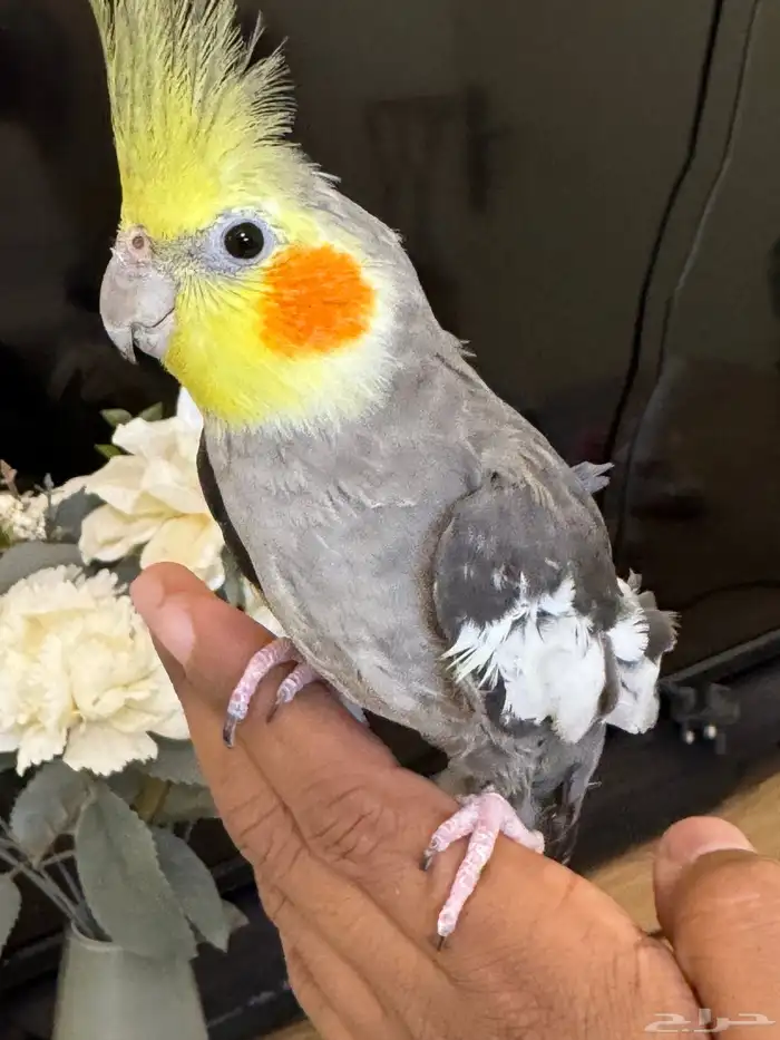 كروان الليف 2