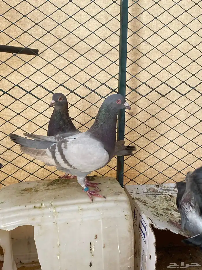 حمام للبيع شرط صحة زاجل سلفر حمام الموقع سكاكا 1