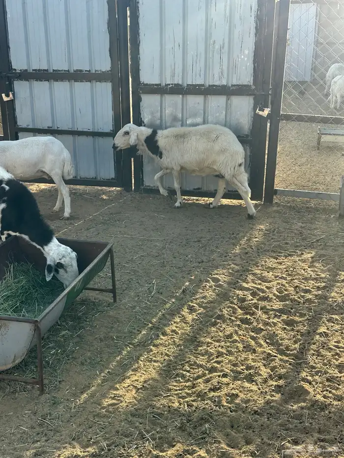 ضان مشروطه 0