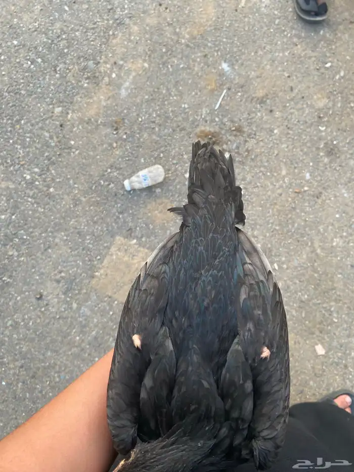 للبيع ذكر سندي 2