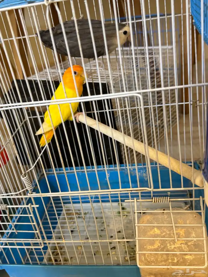 جوزين طيور روز 6