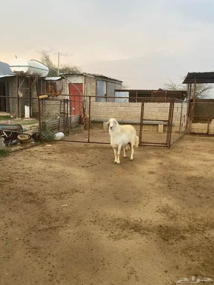 ضان للبيع محايل 5