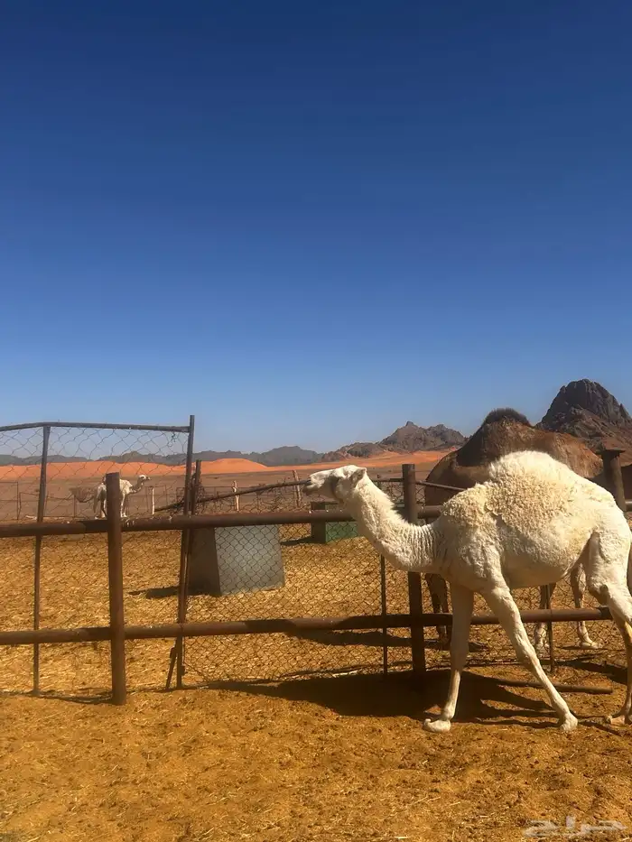 بكره مقنوي ابوه ولد الجافل وامها منتج 4