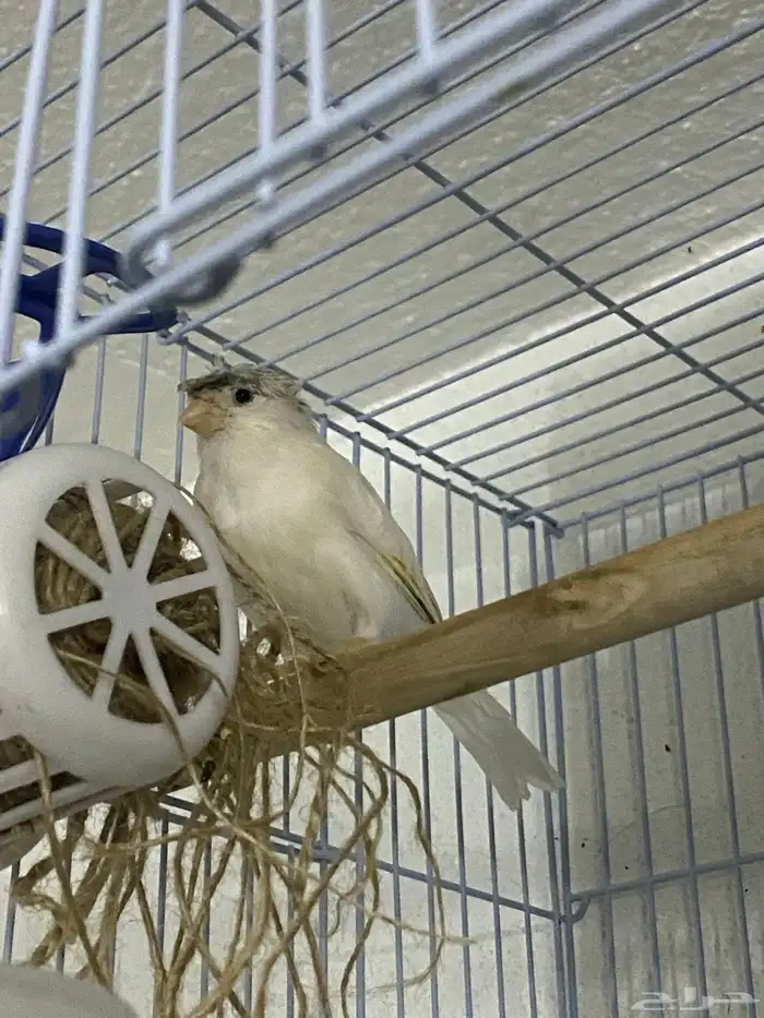 ذكر كناري ابيض كرست بسكوتي 3