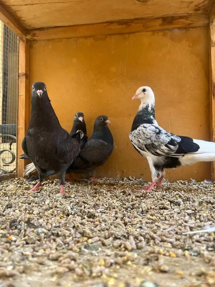 اجواز قطايف و قنادي 5