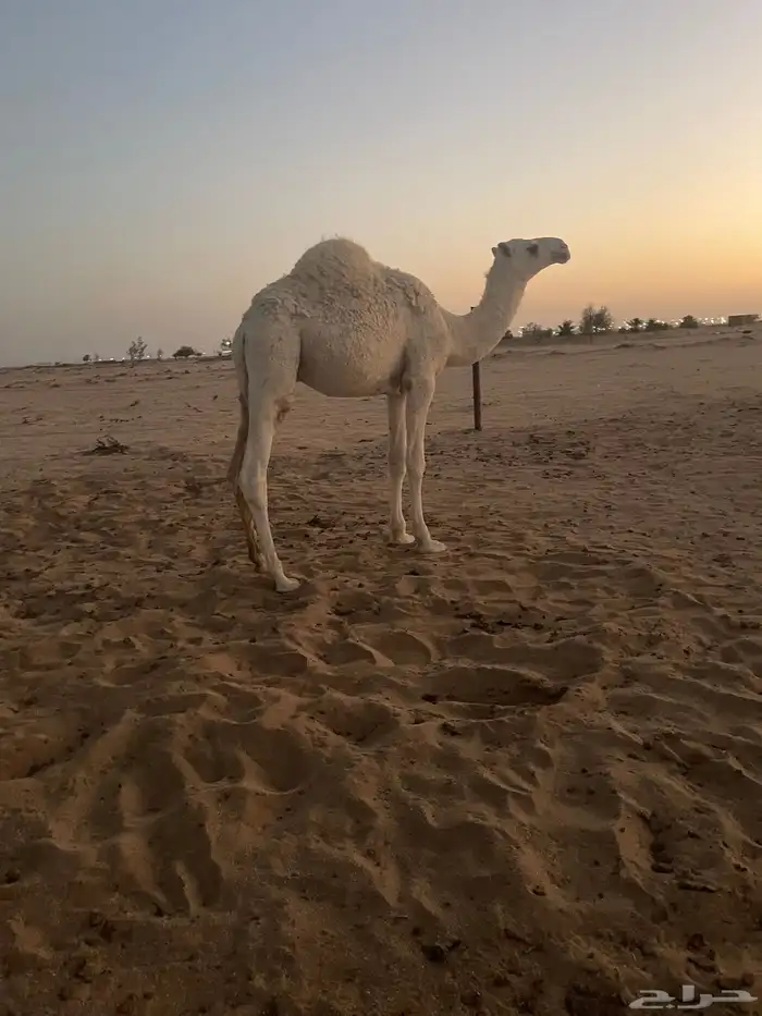 قعود باتلي 1