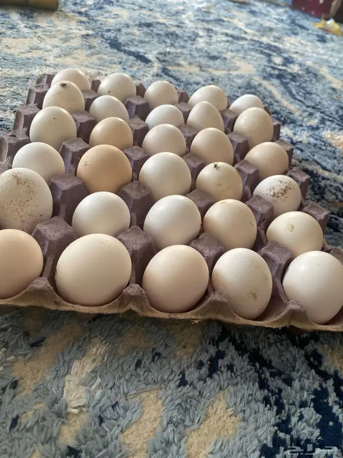 بيض مخصب واكل 0