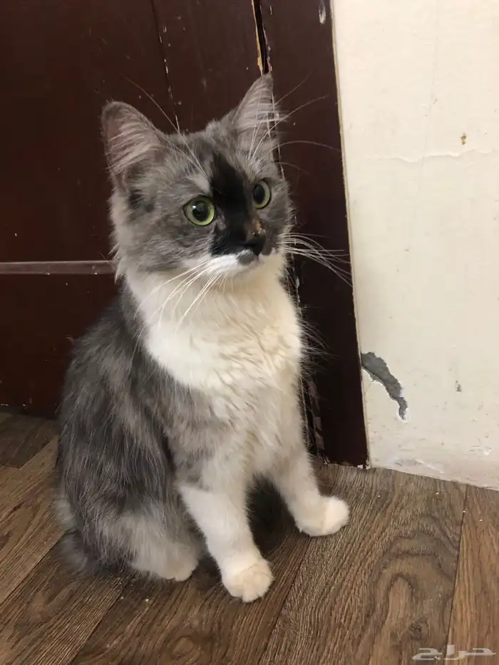 قطه ضايعه حصلت قطه ضايعه بالقادسيه واحد عنداسواق نقطه القاد 0