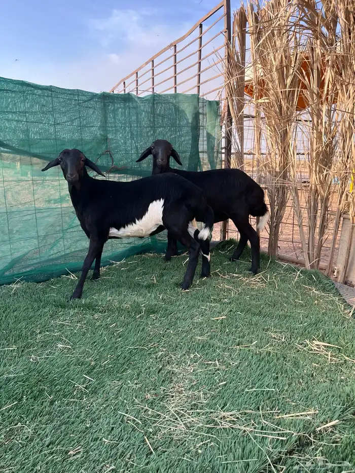 رخال برابر 0