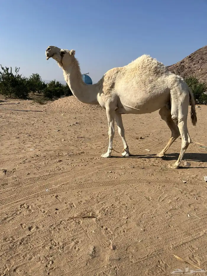 عفراء مضروبه اليوم فيها هزاه بصيطه 1