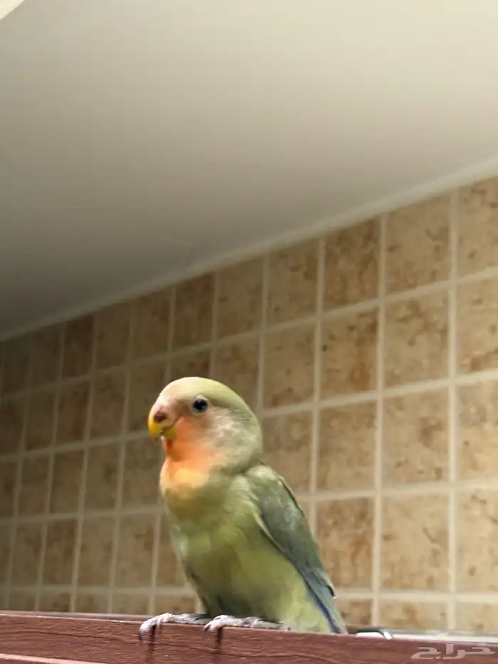 ببغاء روز أليفف 0