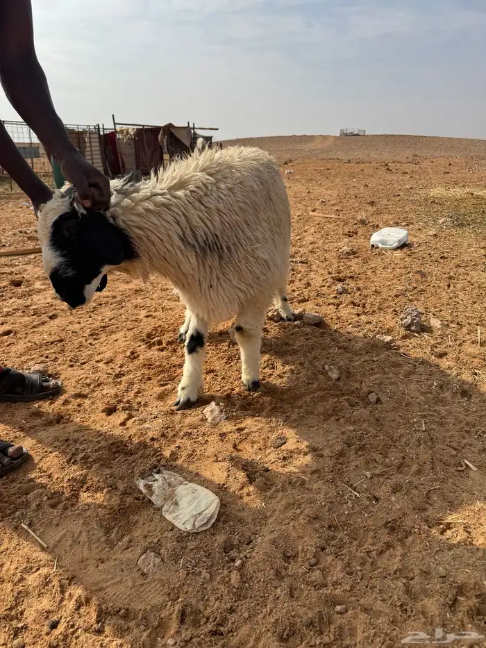 خروف طيب للبيع 1