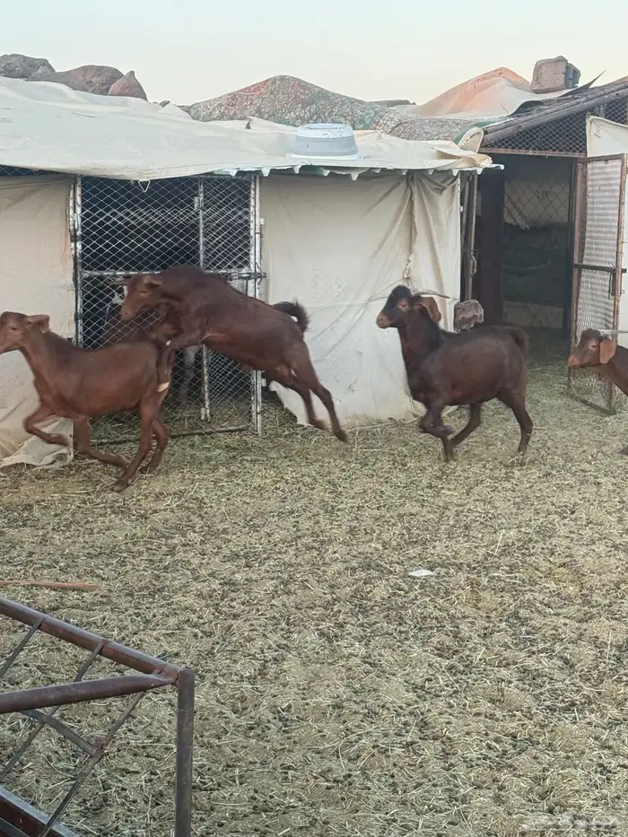 4 تيوس دهم كفو مغلقه 3