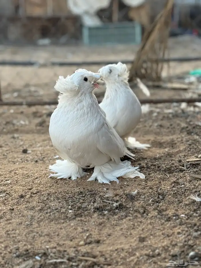 جوز بخارى ابيض انتاج لكن له فترة موقف 1