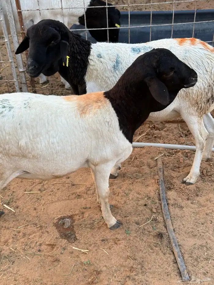 بربري جذع و ثني 1