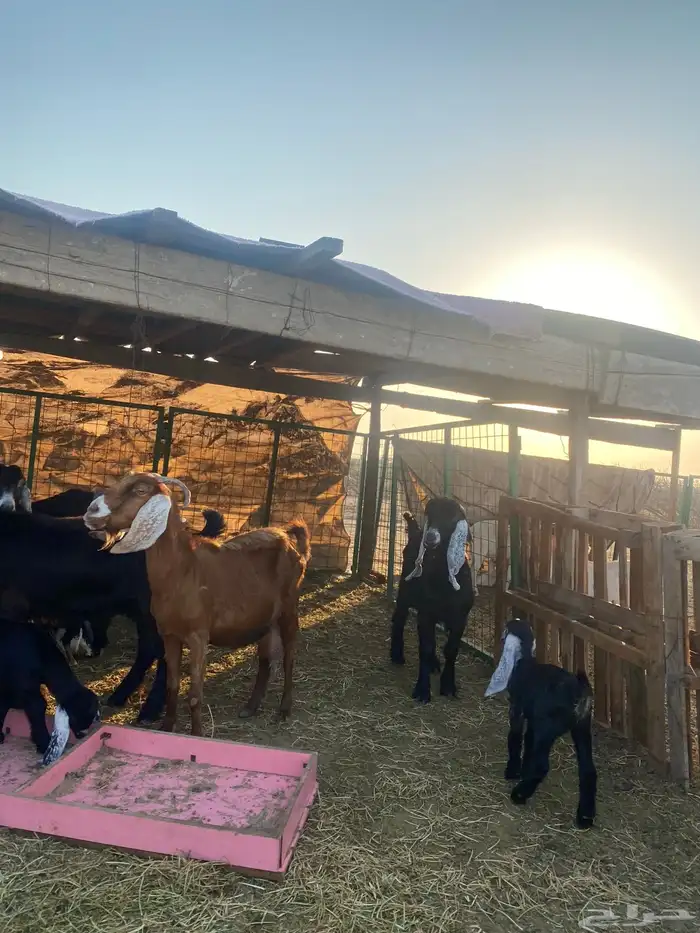 للبيع معزا ولد عوارض طيبه 0