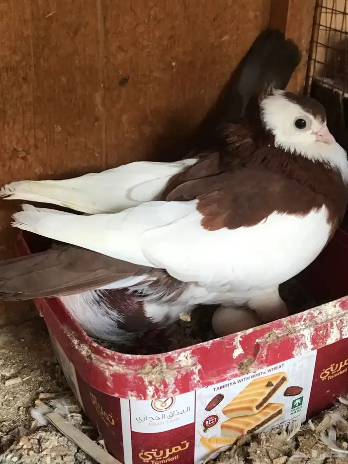 وحشي وهومر وعبسي وبربري 10