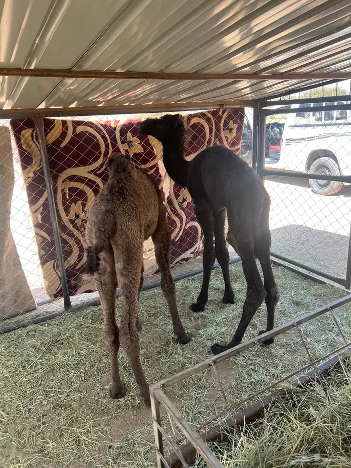 ضيار قعدان 5