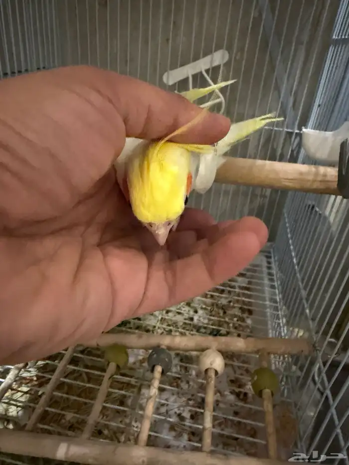 للبيع - كروان متكلم 3