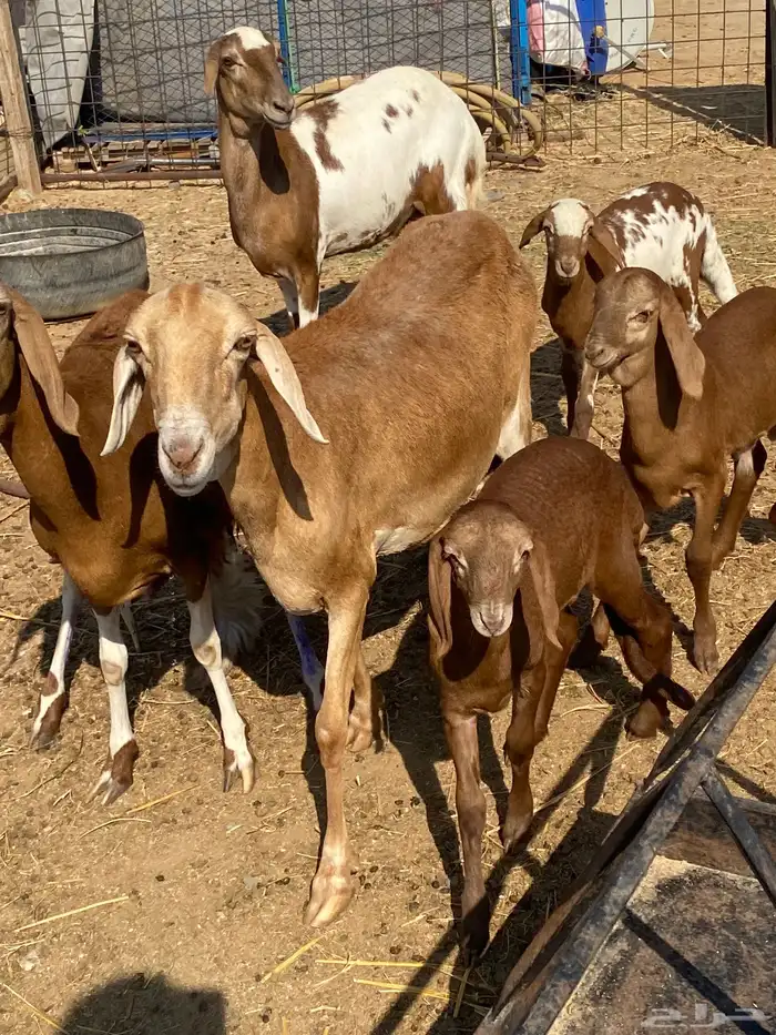 سواكن خلفات ودفيع 0