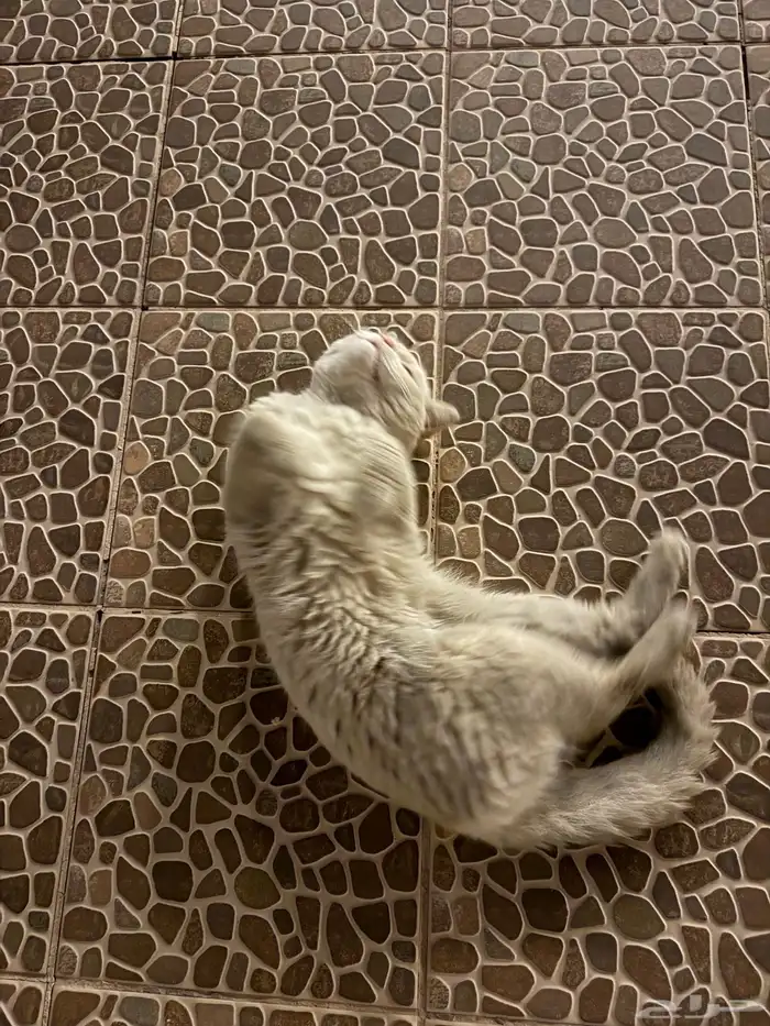 قط جميل للتبني 3