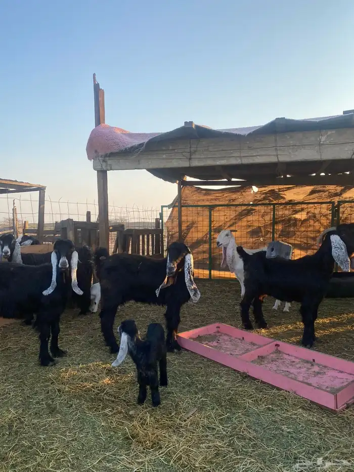 للبيع معزا ولد عوارض طيبه 41