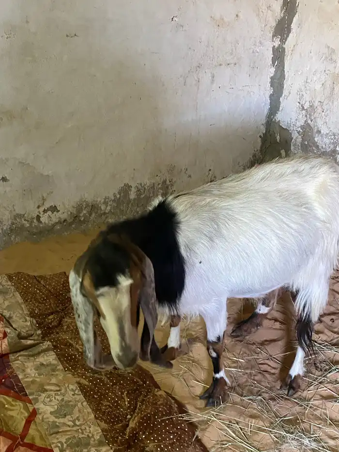 عنز. معه جفره 0