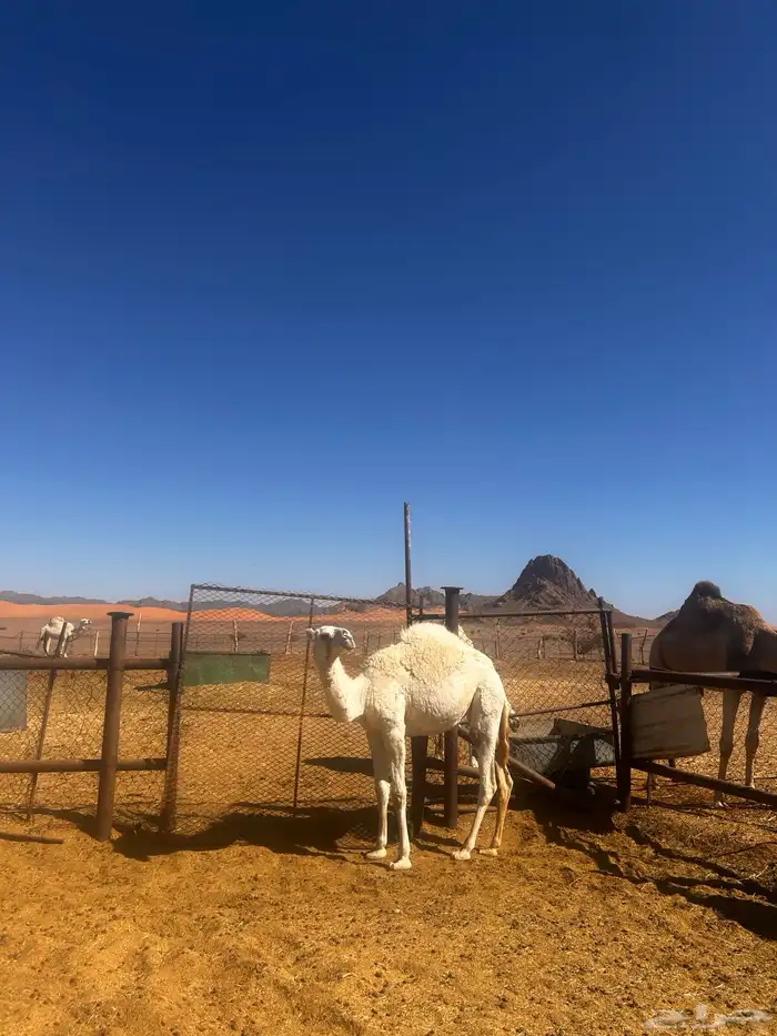 بكره مقنوي ابوه ولد الجافل وامها منتج 2