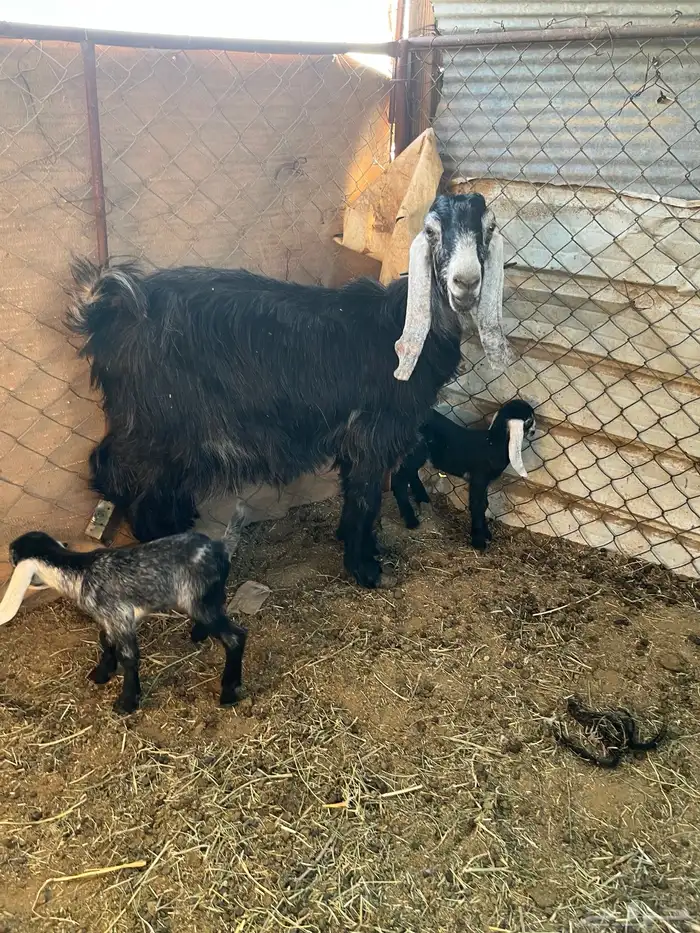 عند عارضيه ولد للبيع 1