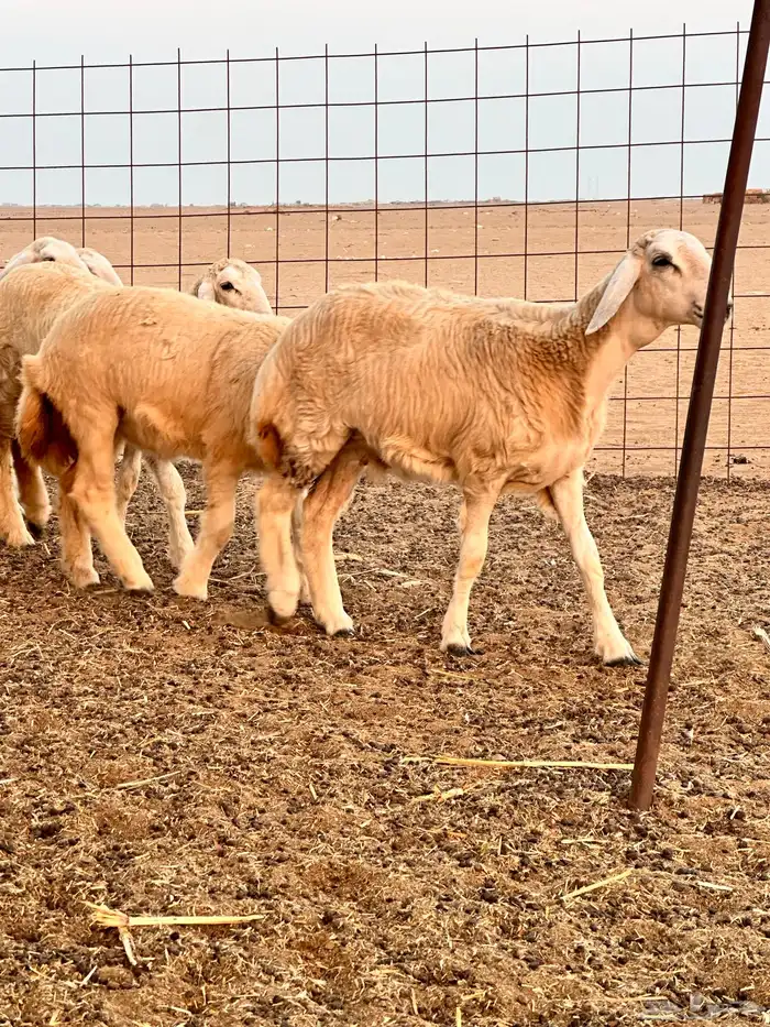 رخال العدد 12 0