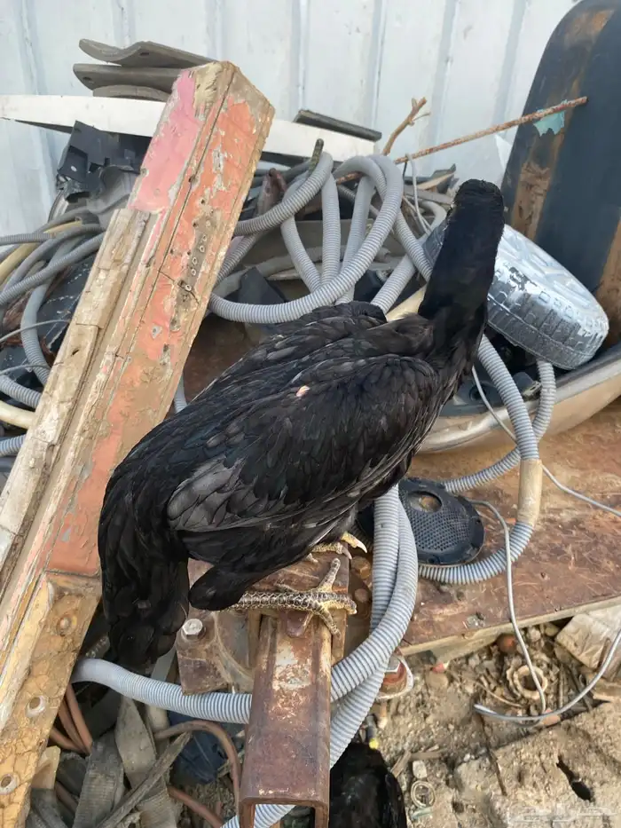 للبيع ذكر سندي 1