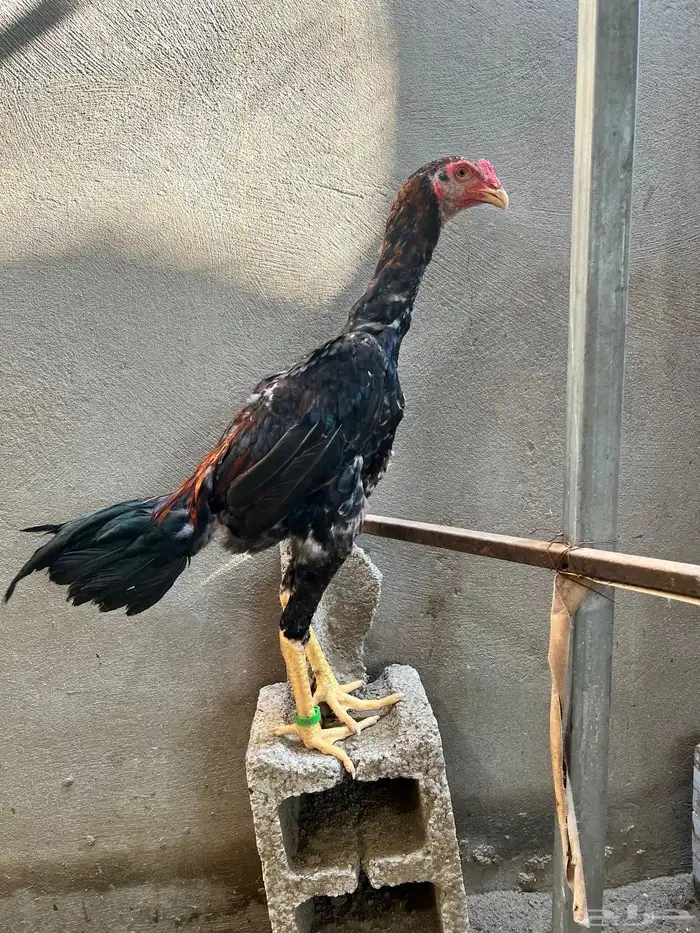 زوج شامو ياباني 3